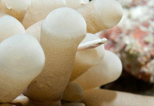 A coral pipefish in an anemone.