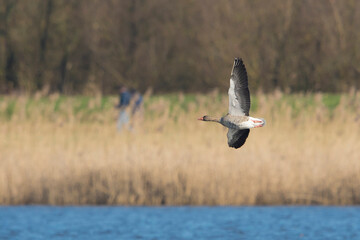 Greylag Goose (Anser anser) adult  in flight above a lake with two walkers in the background