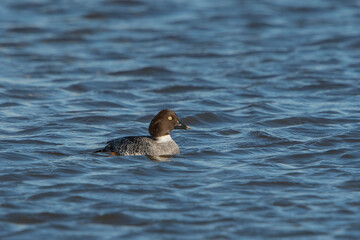 Common Goldeneye (Bucephala clangula) female swimming in water of a lake,