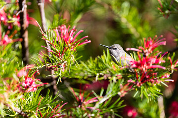 Hummingbird Sitting On A Branch