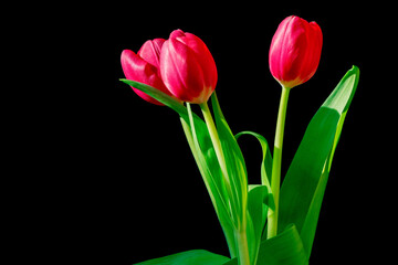 Three red tulips bouquet isolated on black.