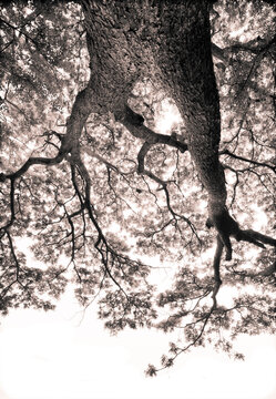 A black and white sepia toned infrared photograph of a tree shot from the ground with a wide angle lens.