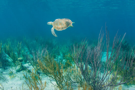 A turtle swimming along a coral reef in The Bahamas.