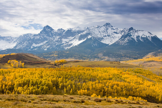 Landscape of autumn leaves changing colors against the San Juan Mountains near Telluride, CO