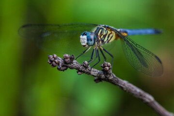 A dragonfly perches on a branch in the Jean Lafitte National Historical Park and Preserve, New Orleans, Louisiana.
