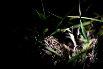The rare northern leopard frog in Tallgrass Prairie National Preserve in Kansas.