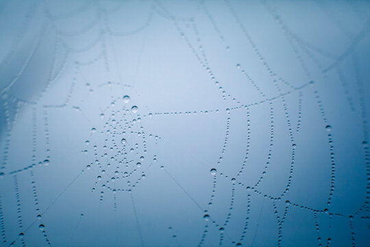 Macro photography of water droplets on a spider web.