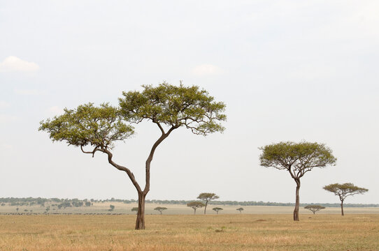 African landscape featuring acacia trees in Tanzania.