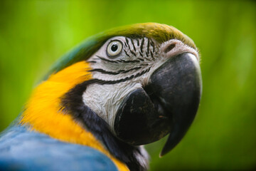 Close focus and close up to a Blue and Gold Macaw showing his vibrant colors and interesting details.