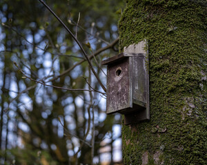 birdhouse on tree