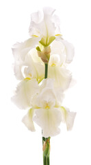 One white iris flower.