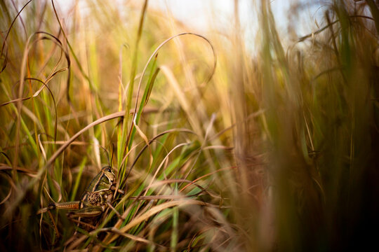A locust sings from the grasses in Tallgrass Prairie National Preserve in Kansas.