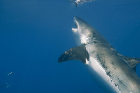 A great white shark in the waters of Isla Guadalupe, Mexico