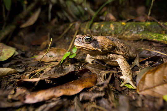 A Cane Toad (Bufo marinus), an invasive species from Central and South America, photographed near a cave in Puerto Rico.