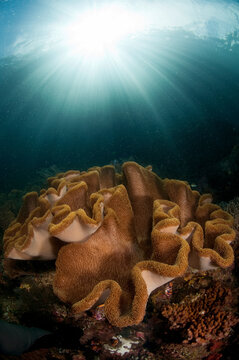 A reef scene with soft cora and sun ball in Triton Bay/Raja Ampat, Indonesia
