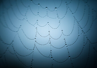 Macro photography of water droplets on a spider web.