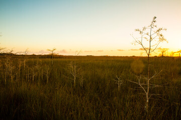 A sunset scene of the grasslands of Everglades National Park.