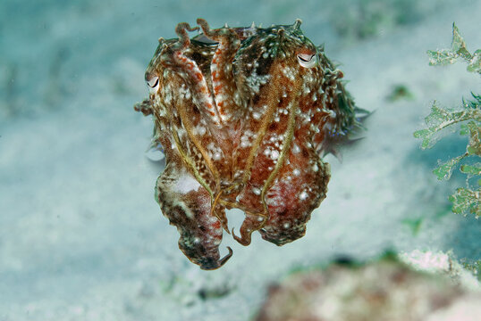 A cuttlefish.
