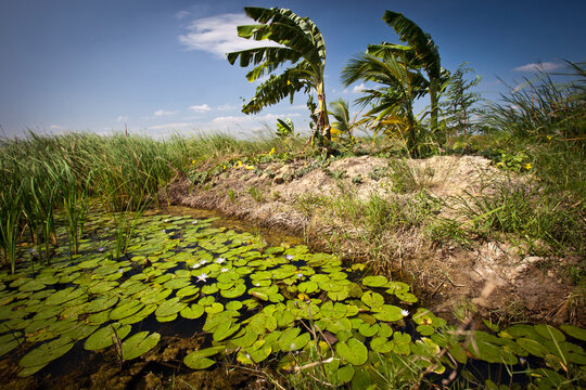Prime fishing cat habitat (Prion Ailurus viverrinus) in Sam Roi Yod, Thailand.