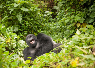 A silverback mountain gorilla named Bukima at Virunga National Park in the Democratic Republic of the Congo