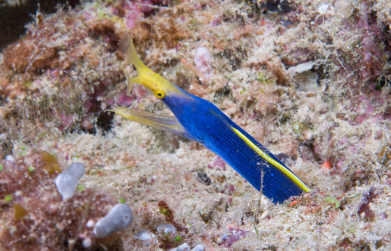 Blue ribbon eel.