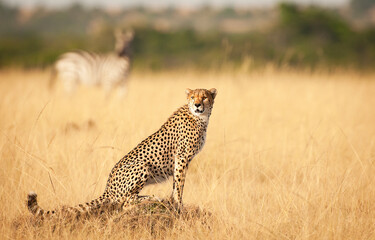 A lone cheetah with a zebra in the background survey the local surroundings in the Masai Mara, Kenya.