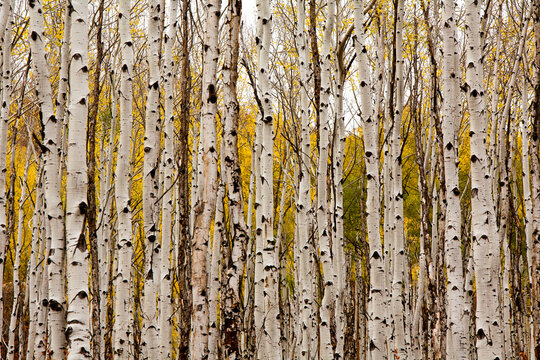 Aspen trees and scrub oak create swaths of color in the West Elk mountains in SW Colorado.