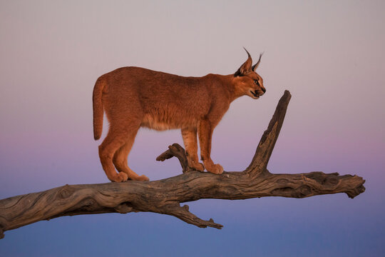 Caracal standing on the limb of a dead tree, illuminated by the setting sun with pink and blue tones in the sky in Namibia.