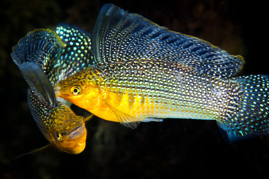 Mexico, Quintana Roo. Two beautiful sailfin mollies engaged in a battle at cenote Jardines del Eden.