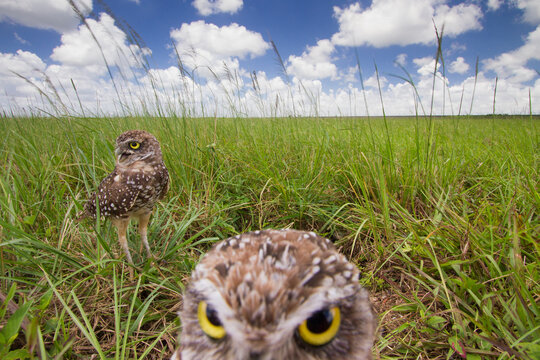 Burrowing owls photographed from a hidden camera outside their burrow in Homestead, Florida.