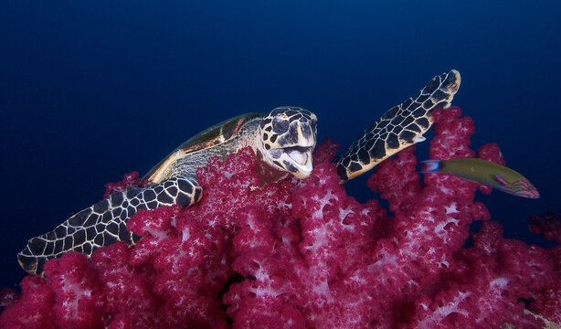 A sea turtle enjoying a soft coral on the Yongala wreck in Australia.