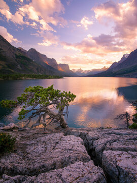 A lone trees struggles to eke out a hardy existence along the rocky and often wind scoured shore of Glacier National Park's Saint Mary's Lake.