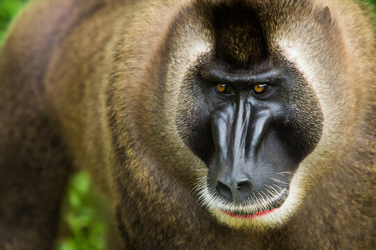 Drill Monkey, Nigeria