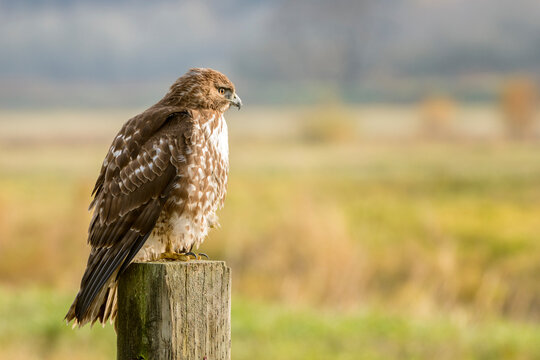 A Redtail Hawk sitting while hunting