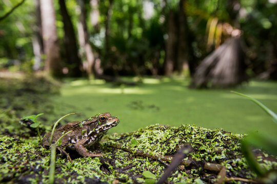 A Bronze Frog (Rana clamitans) in the swamp at Jean Lafitte National Historical Park and Preserve, New Orleans, Louisiana.