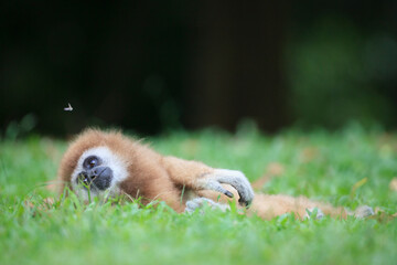 Female White-handed Gibbon (Hylobates lar) resting. Rehabilitated and released. Kaeng Krachan National Park. Thailand.