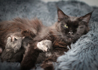 Maman MaineCoon et ses bébés