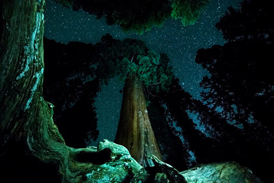 Lighting painting a group of giant sequoias in the Grant Grove area of Kings Canyon National Park, CA