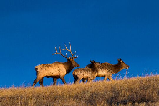 A bull, cow, and calf elk climb up a hill in Wind Cave National Park, South Dakota.