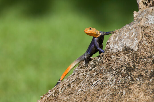 A Common Agama (Agama agama), an invasive species from Africa, photographed in south Florida.