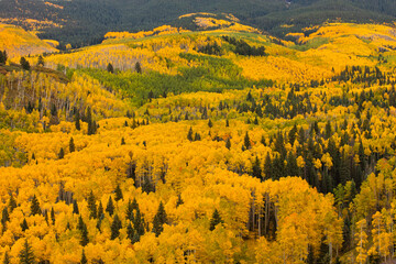 Quaking Aspen Groves and Conifers, San Juan Mountains, Colorado