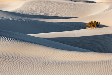 Interplay of shadows, lines, and light, Mesquite Dunes.