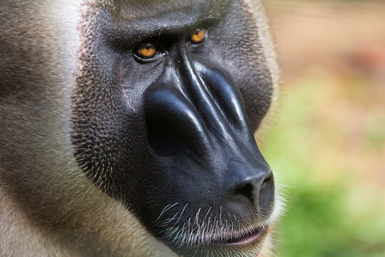 Drill Monkey, Nigeria