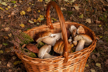 Edible mushrooms in the willow basket