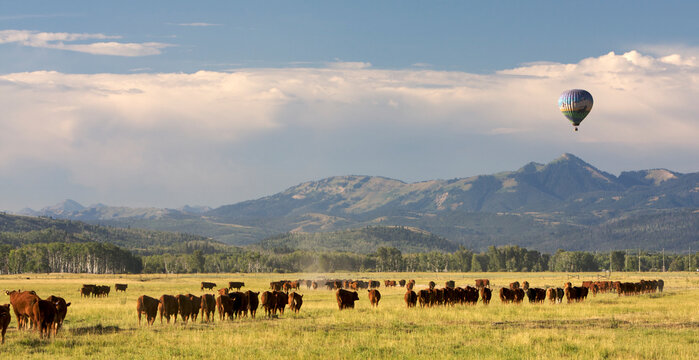 Scenic landscape image of cattle drive and hot air balloon in Grand Teton National Park, Wyoming.