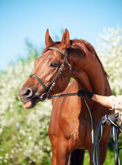 Obraz premium portrait of Chestnut Holstein stallion posing against tree. spring time