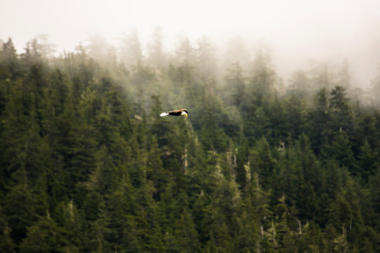 A bald eagle soars in search of its prey near Sitka, Alaska.