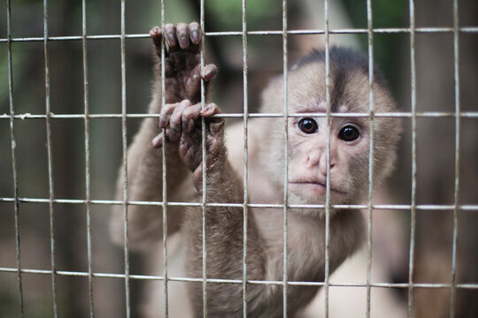 Captive Capuchin Monkeys close up in their cage being rehabilitated in hopes of one day being released back into the wild.
