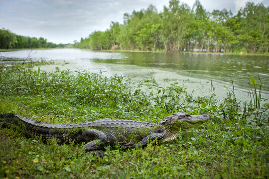 American alligator, Brazos bend state park, Texas