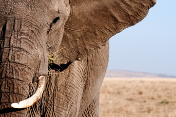 An elephant portrait.